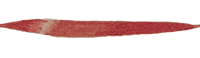 fancy underline